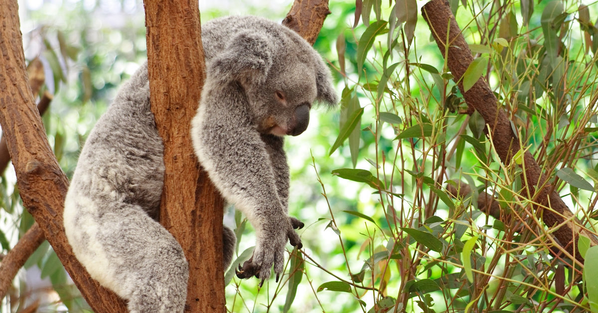 Коала Фото Животного Картинки