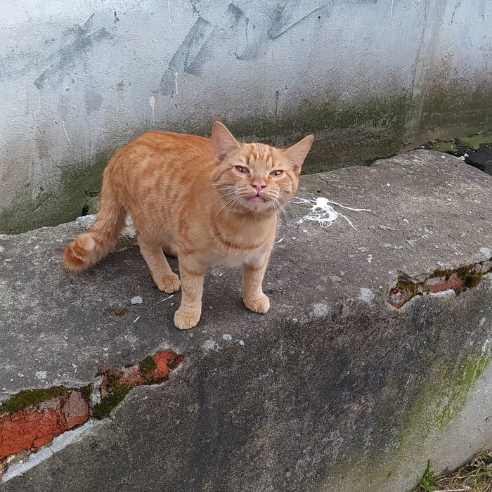    ,   , 
