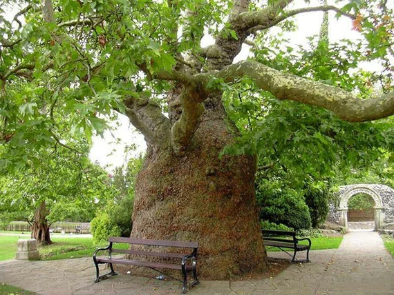 Платан дерево: фото и описнаие
