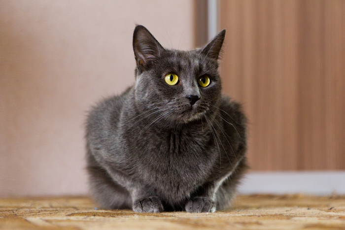 ������� ������