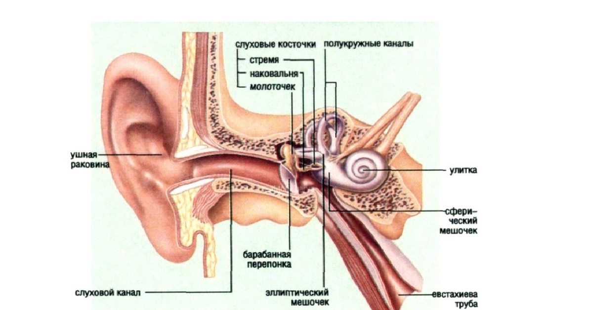 Орган слуха и равновесия 8 класс. Строение уха слуховые косточки. Строение органа слуха косточки наковальня, стремечко. Слуховой анализатор. Органы слуха и равновесия. Органы слуха и равновесия и их анализаторы 8 кл.
