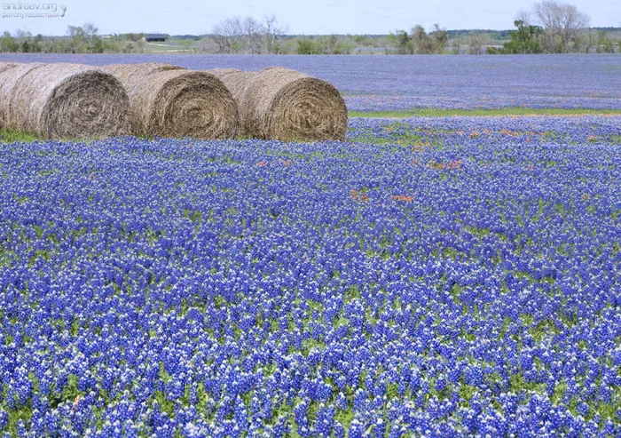 Техас: побыкуем? Техас, США, Корова, Бык, Ковбои, Длиннопост