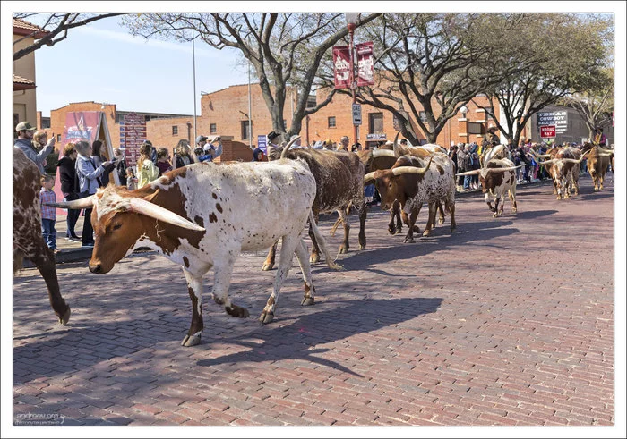 Техас: побыкуем? Техас, США, Корова, Бык, Ковбои, Длиннопост