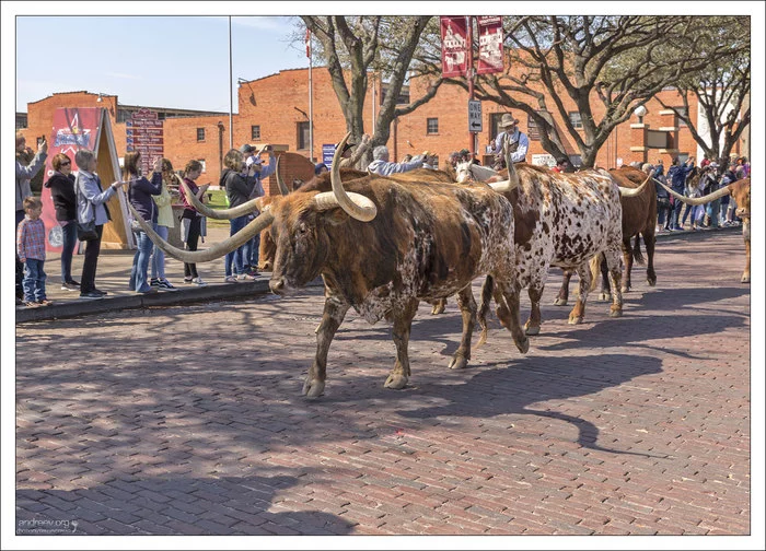 Техас: побыкуем? Техас, США, Корова, Бык, Ковбои, Длиннопост