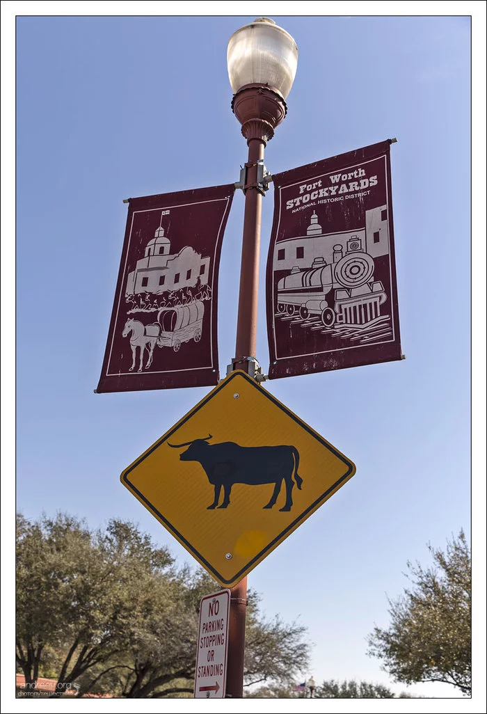 Техас: побыкуем? Техас, США, Корова, Бык, Ковбои, Длиннопост