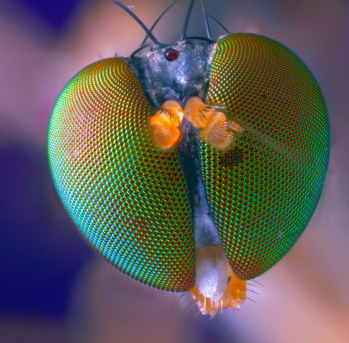 Зеленая матрица