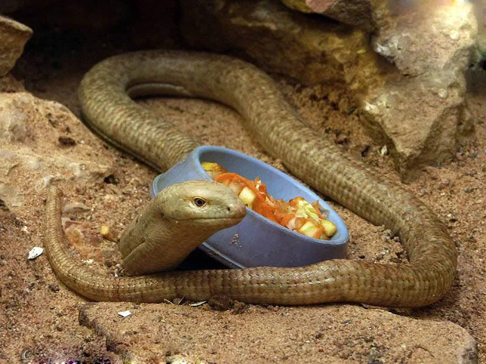 Желтопузик: Без лап, но не змея. Странное существо из Крыма Ящерица, Крым, Яндекс Дзен, Животные, Длиннопост