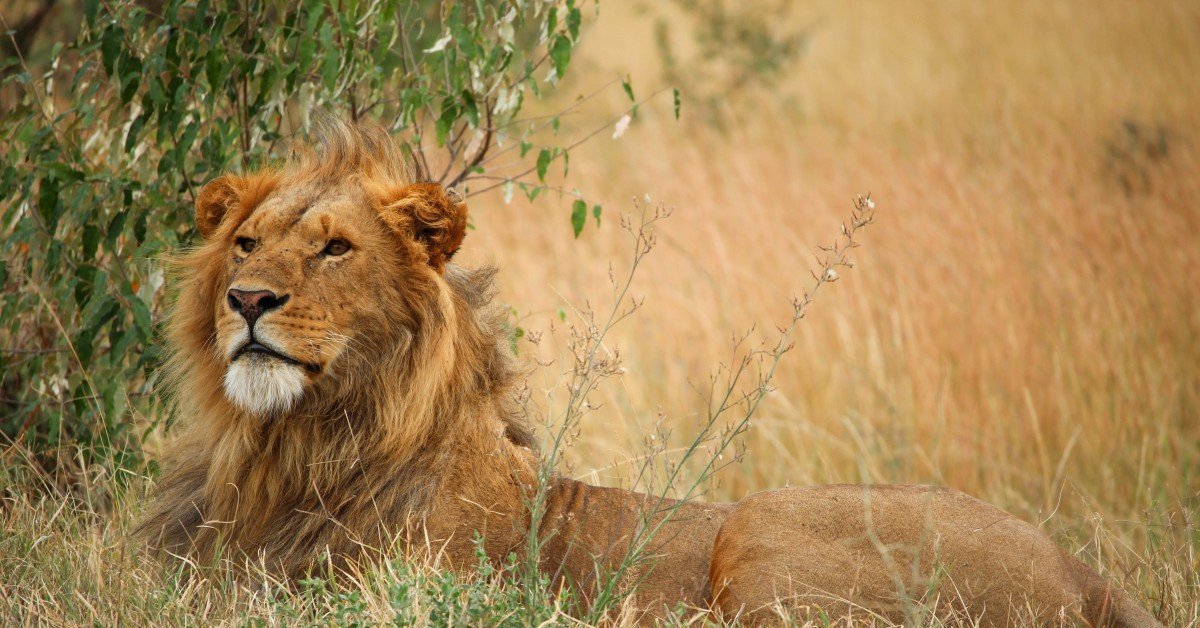 Лев какое млекопитающие. Африка Саванна Лев. Львы в саванне.
