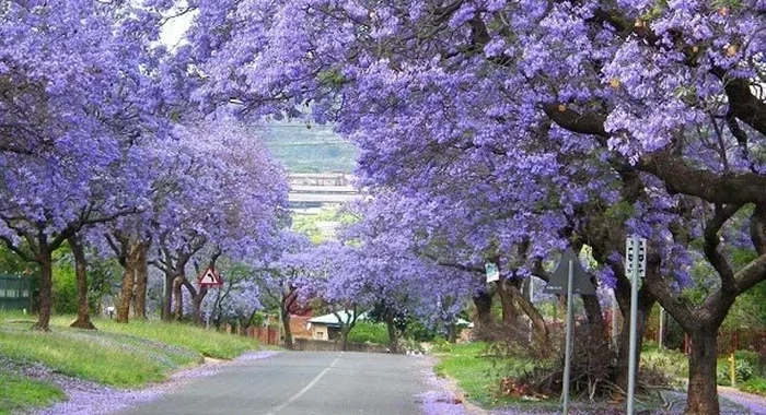 Дерево-феникс Растения, Дерево, Природа, Яндекс Дзен, Длиннопост, Павлония Дерево-феникс Растения, Дерево, Природа, Яндекс Дзен, Длиннопост, Павлония