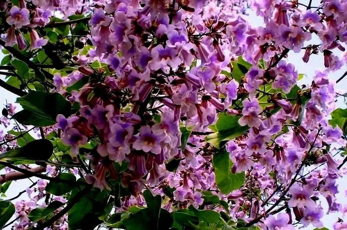 Дерево-феникс Растения, Дерево, Природа, Яндекс Дзен, Длиннопост, Павлония Дерево-феникс Растения, Дерево, Природа, Яндекс Дзен, Длиннопост, Павлония