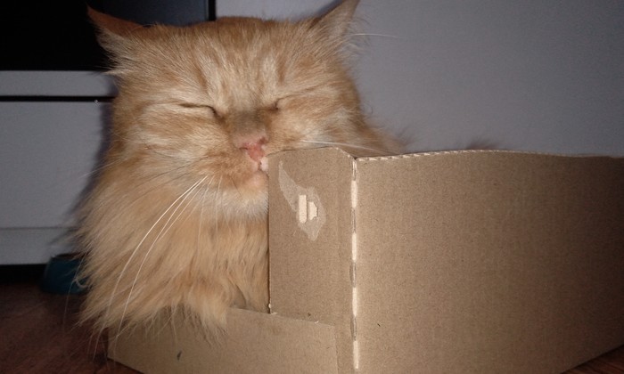 Когда у кота появилась новая коробочка...