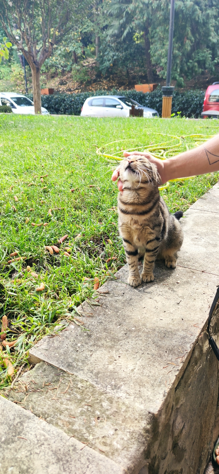 � ���, ����� ���