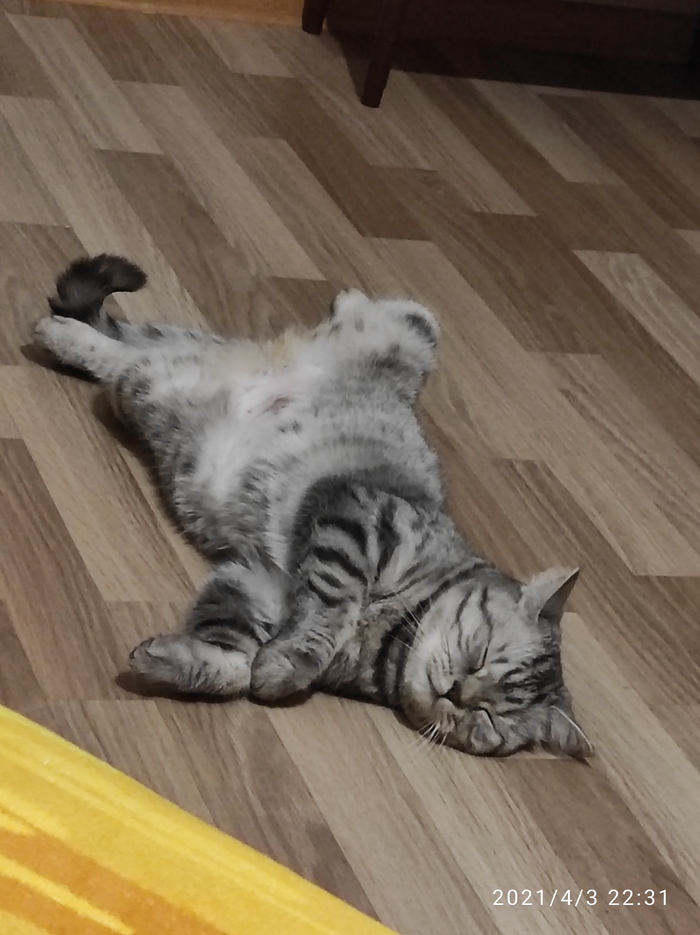 Кота в духовке рецепты. 1618851327168511835. Кота в духовке рецепты фото. Кота в духовке рецепты-1618851327168511835. картинка Кота в духовке рецепты. картинка 1618851327168511835. СОСТАВ : 1 кошка среднего веса 250 г моркови корень петрушки