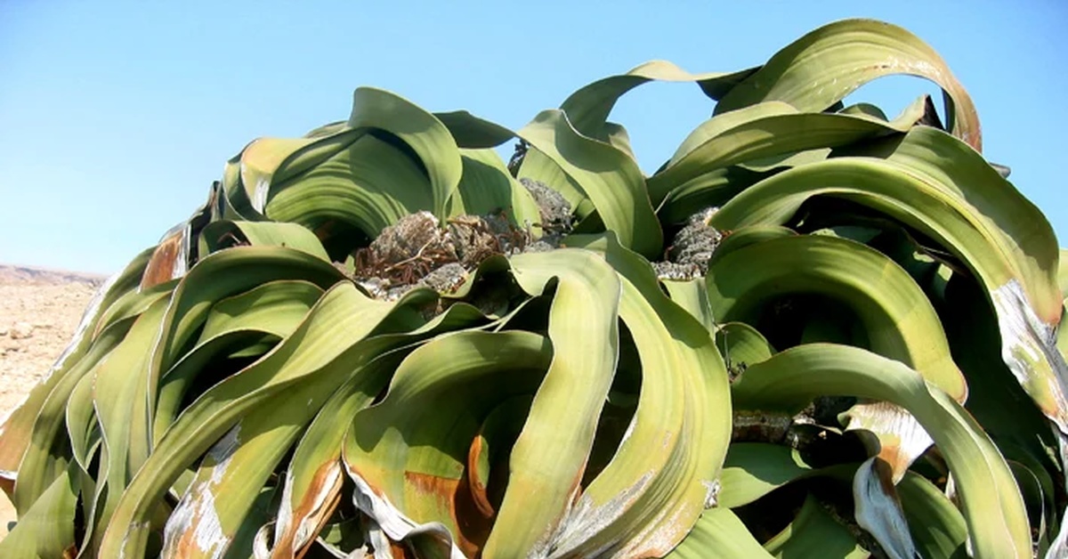 Вельвичия. Вельвичия удивительная (Welwitschia Mirabilis). Пустыня Намиб вельвичия. Растение вельвичия в пустыне. Растение пустыни вельвичия удивительная.