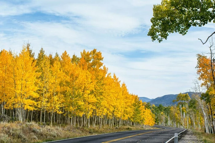 Пандо: уникальный лес из одного дерева, у которого есть имя Дерево, Тополь, Длиннопост