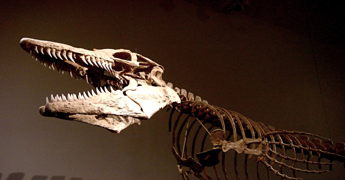 Ископаемые рептилии. Скелет МОЗАЗАВРА. Мозазавр Гофмана скелет. Mosasaurus скелет. Мозазавр скелет в музее.