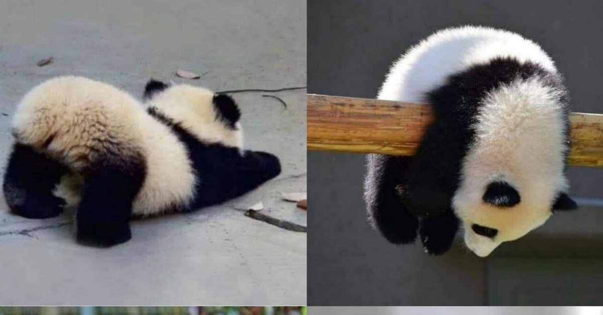 Прически как делать панду