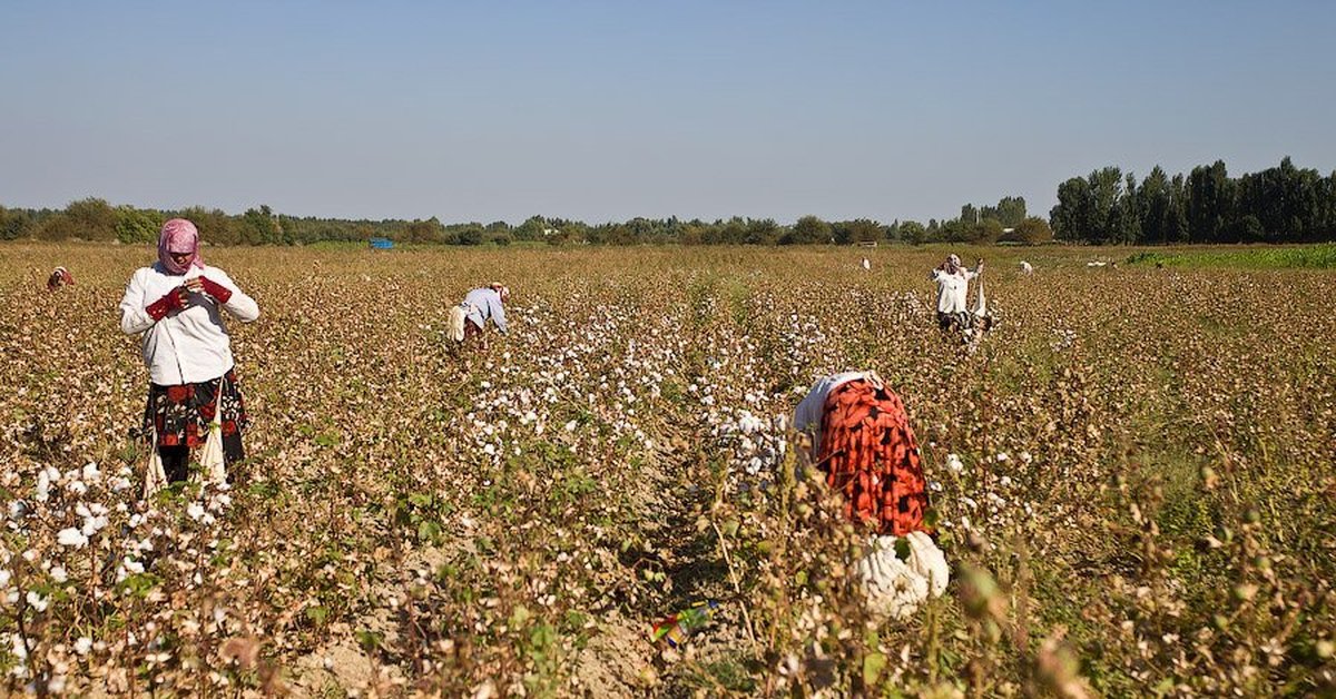 How Long Is A Cotton Picking Minute