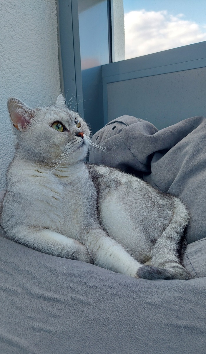 ��� �������