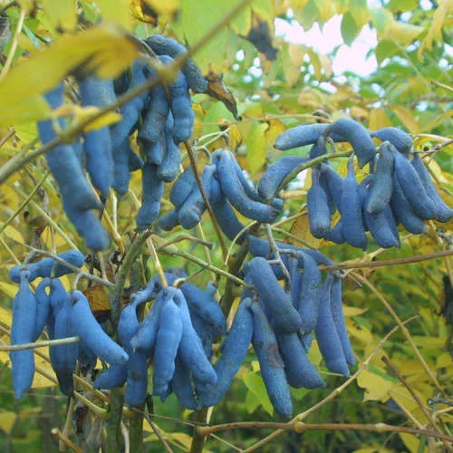Синие сосиски - вкусный плод с некрасивым названием Природа, Растения, Яндекс Дзен, Длиннопост
