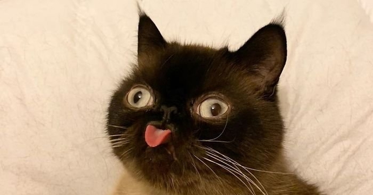 Котик показывает лайк