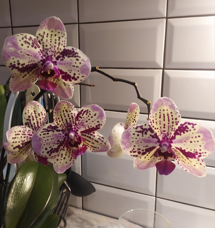 ����� ������ ������