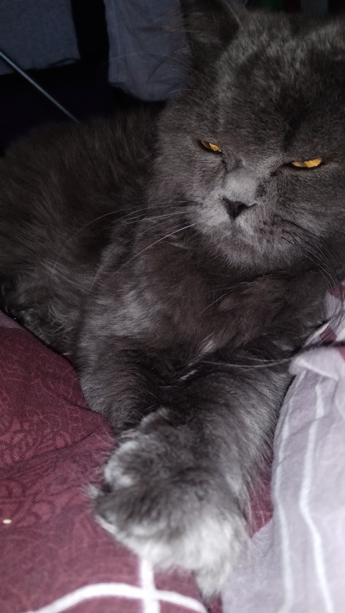 Кот Кот, Дом