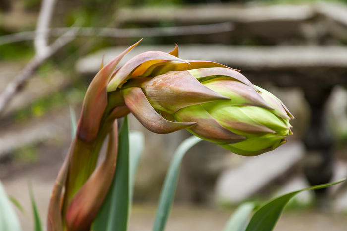 Подскажите, плиз, как растение называется?