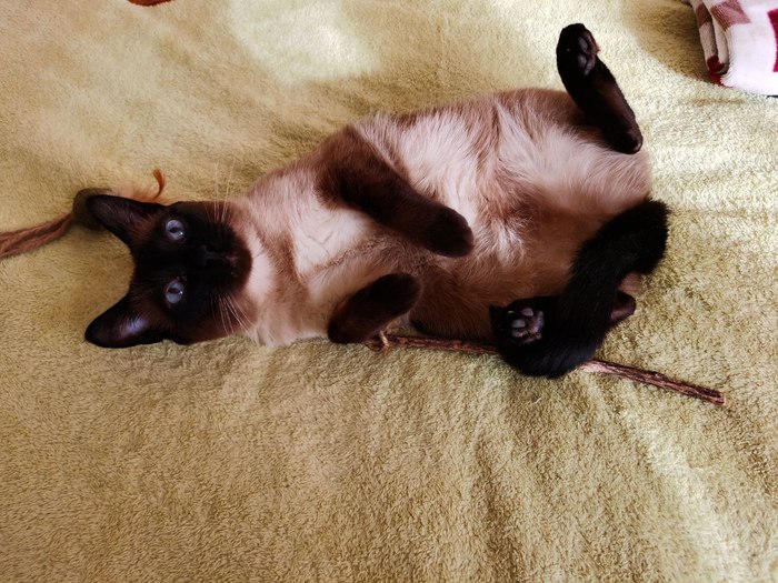 ������ ��� ����� ������