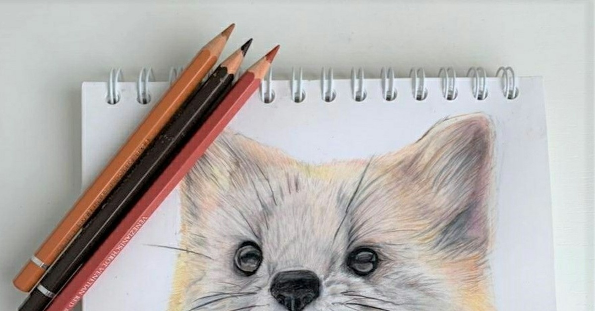 Японский соболь | Пикабу