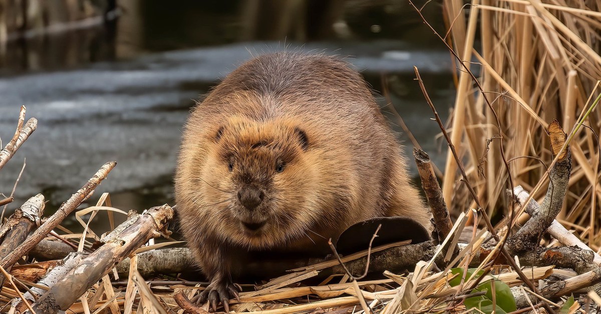 Советские бобры. Канадский Бобр (Castor canadensis). Бобр Речной обыкновенный. Европейский Бобр. Североамериканский Бобр.