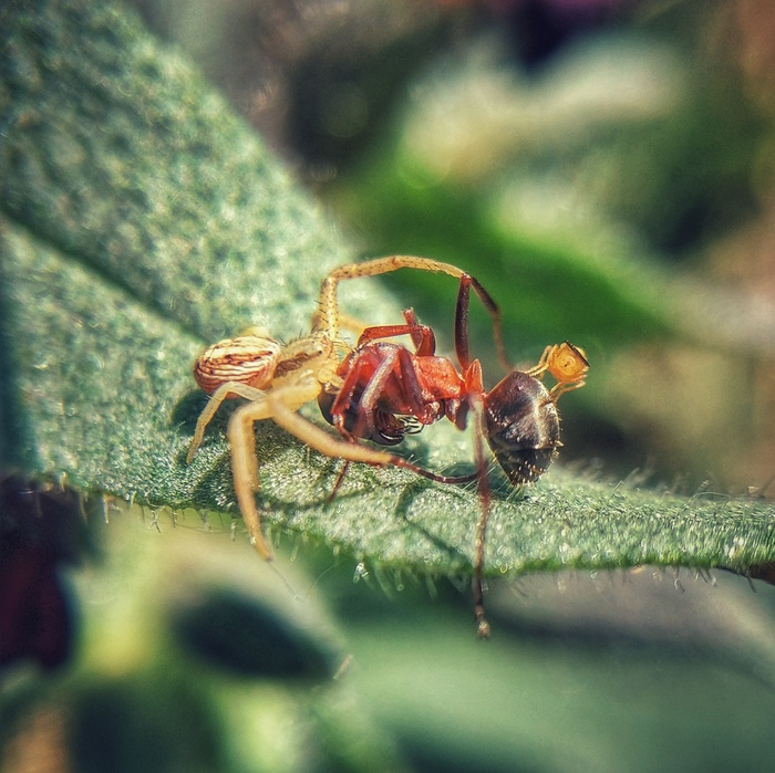 ������� �����