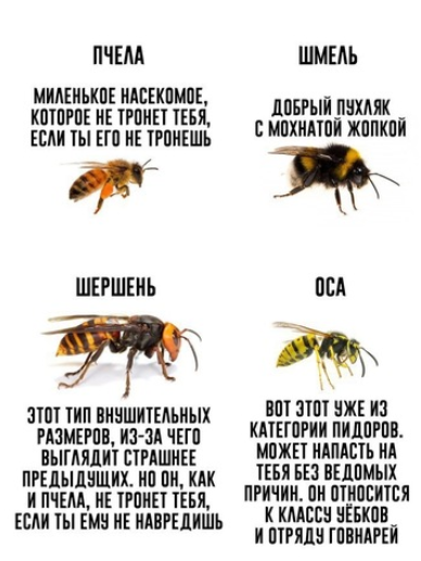 Пчела и Оса - 140 фото
