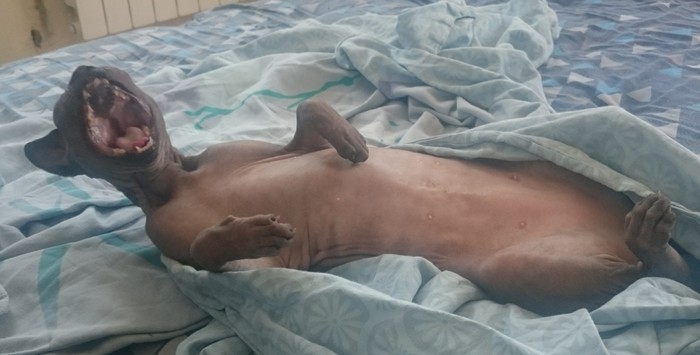 Ответ Allata в «Больше зевающих котанов!»