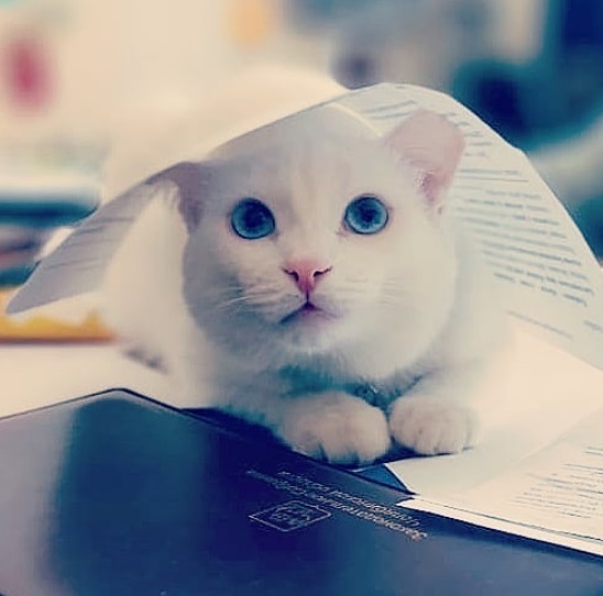 Инста Росик