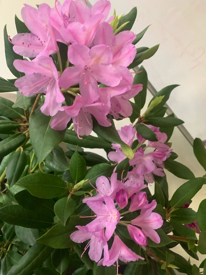 ����������� ����������� - ������ �������