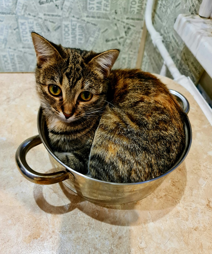 суп с котом блин. 1619810653138315905. суп с котом блин фото. суп с котом блин-1619810653138315905. картинка суп с котом блин. картинка 1619810653138315905. Существует даже не одна версия происхождения. Причём дело касается не просто смешной рифмы. Одна из главных версий происхождения фразы совершенно не смешная. Во время осады городов врагами, местные жители часто умирали от голода. В пищу потреблялись все домашние животные: коровы и козы, дающие молоко; и кони, служащие человеку для обработки почвы и передвижения; и даже такие домашние животные, как собаки и даже кошки. Причём, кошки и коты съедались в последнюю очередь. Именно от безысходности, на вопрос «что съесть потом?» был один ответ — «суп с котом». Возможно, в результате таких грустных событий и появилась эта безобидная фраза, знакомая всем.