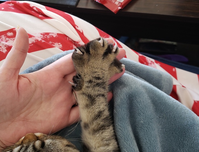 В смысле "это моя кровать"? Кот, Кровать, Сон, Утро, Длиннопост, Животные, Милота