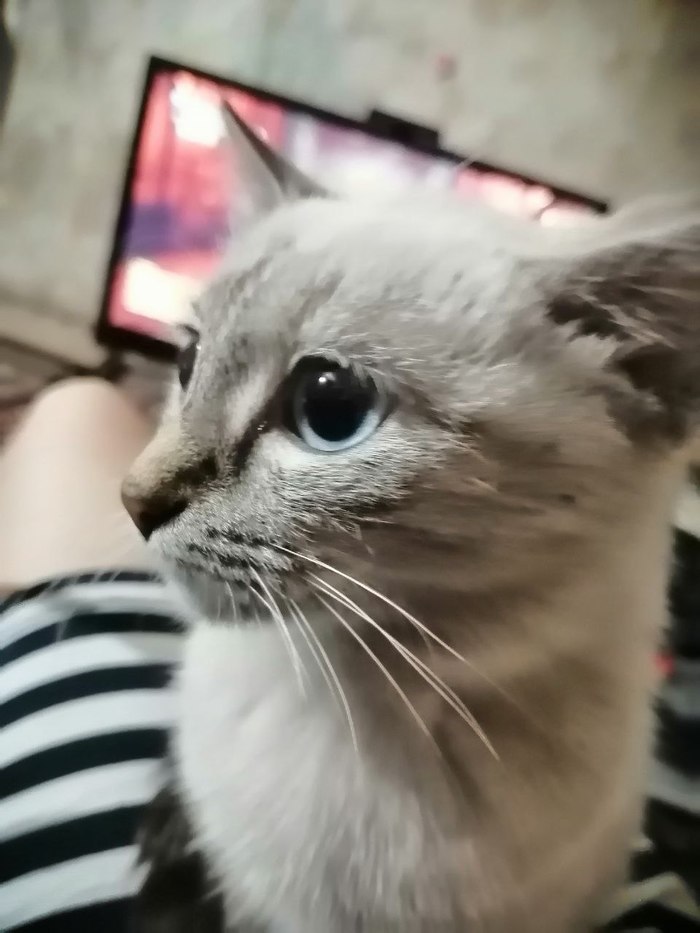 Своя чужая кошка