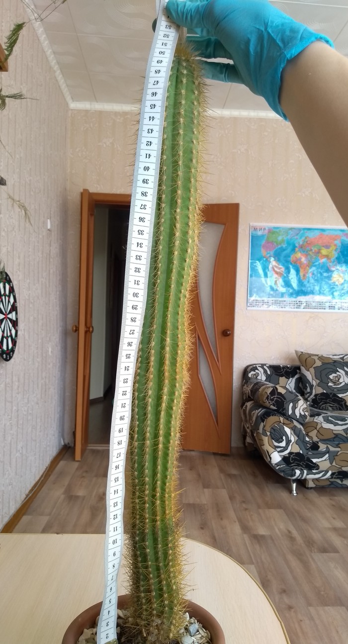 Кактус пикабушника