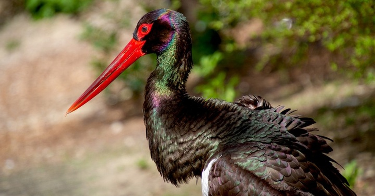 Черный аист фото. Краснокнижный черный Аист. Черный Аист птица. Black Stork черный Аист. Черный Аист Алтай.