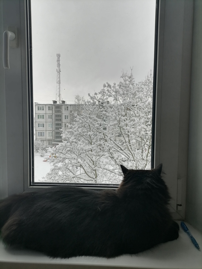 Кота облучают 5G, он выживет?!