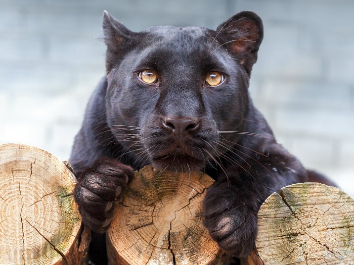 Эти глаза напротив...