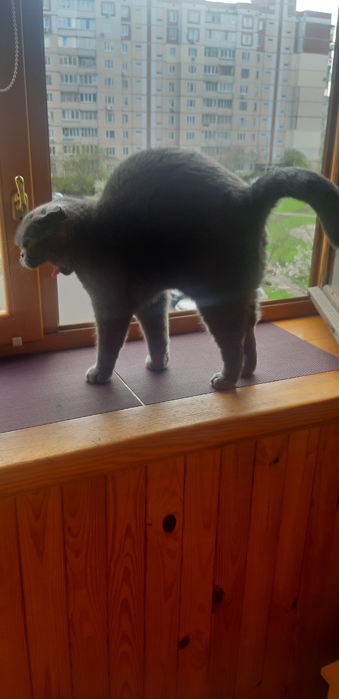 � ���� �������� ��������