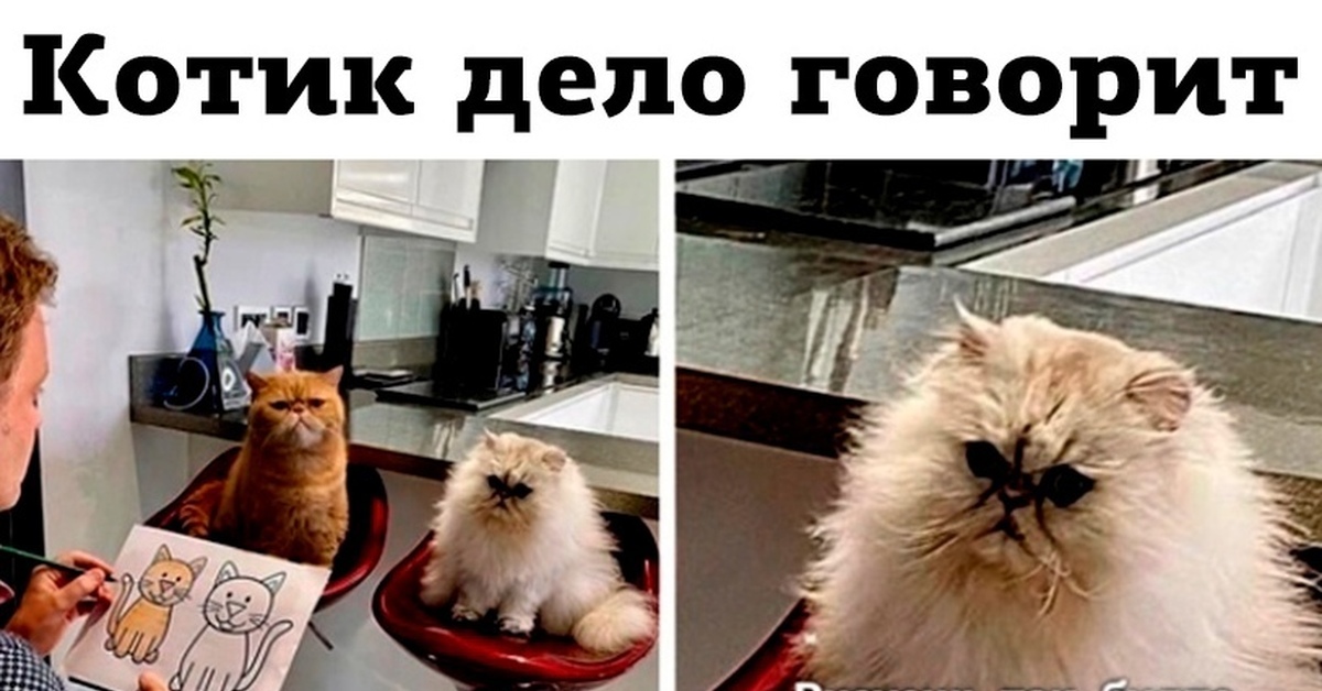 Памятник для котиков. Кот скрипалей мстит британии. Кота дело в том. Коты в деле. Ногти независимой женщины.