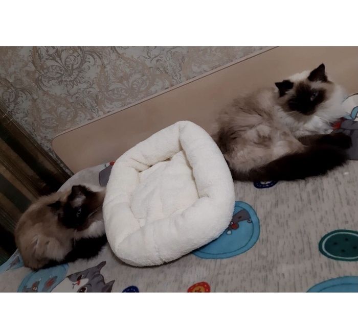 Как это по-кошачьи!