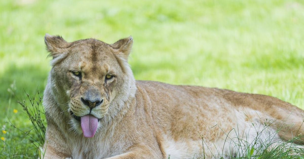 львица в саванне. плотоядные животные. ревущая львица. толстая львица. голова львицы.