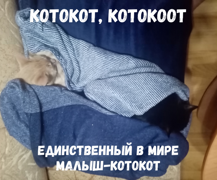 Котокот, котокоот, единственный в мире малыш-котокот!