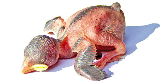 Ответ на пост «Что делать, если птенец выпал из гнезда?»