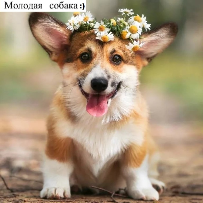 Я Анне обещал, что будут картинки без подписей, но разок всё-таки можно:)